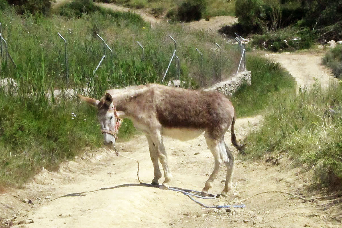 Dos d âne sur une route d Espagne ICI AROUND